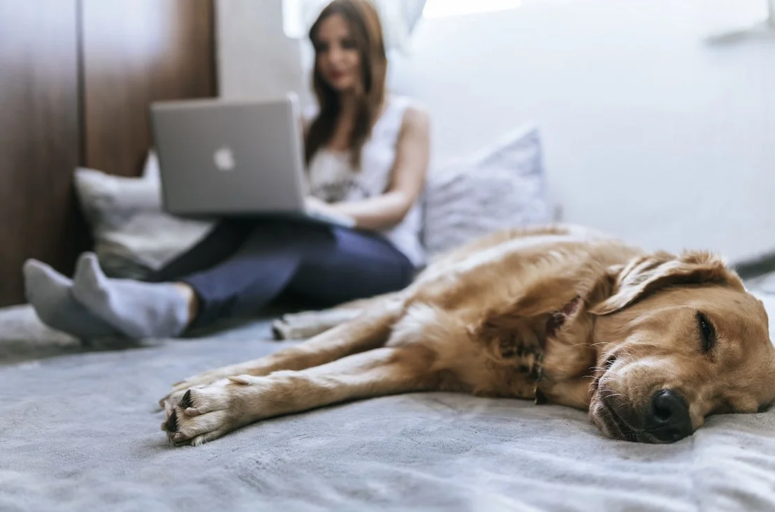 luxury smart bed